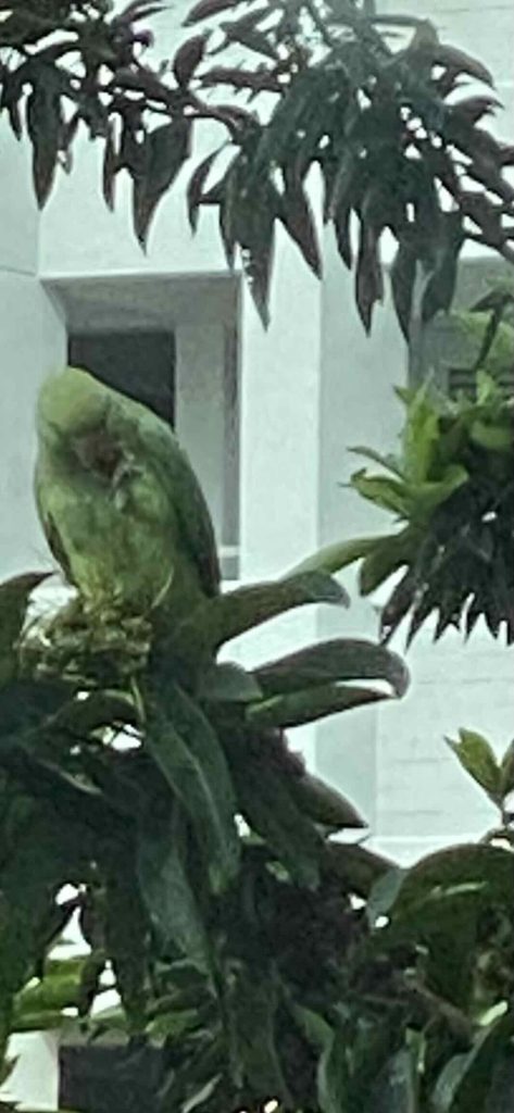 Green bird feeds itself using left claw