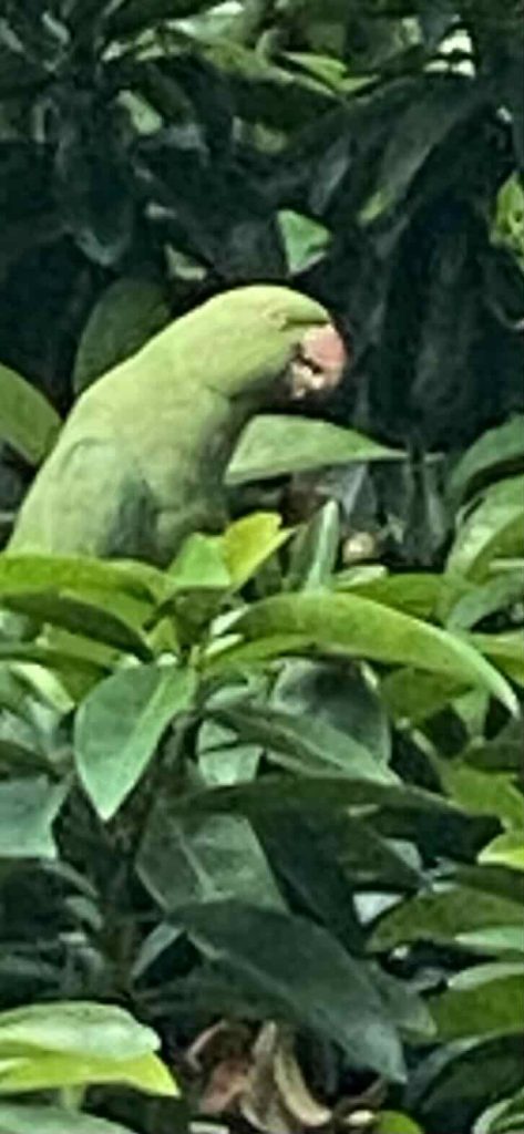 Green bird outside my window munches its snack