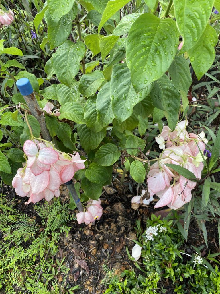 White flower's petals tinged with a line of pink. Taken in Aug 2025.