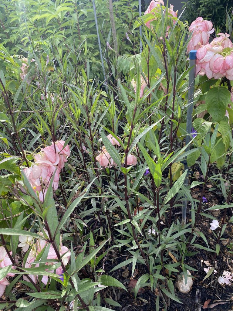 Light pink flowers. Pic taken in Aug 2025.