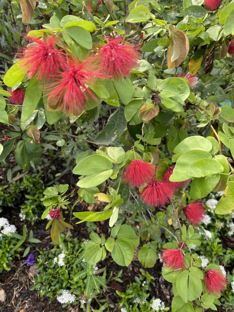 Red flowers Aug 2025