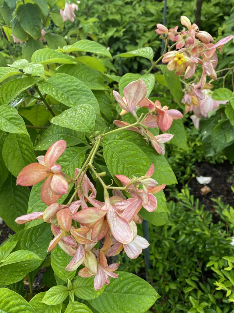 Big, light orange flowers droop due to their weight