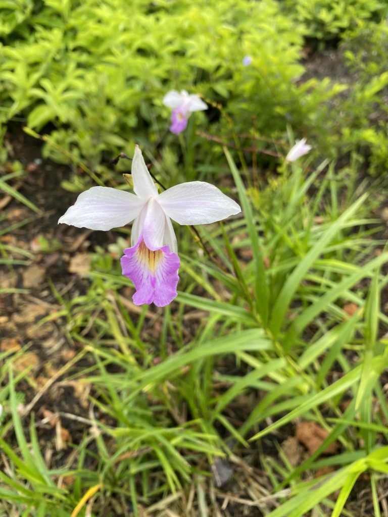 White and purple flower in Aug 2025