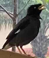 Myna