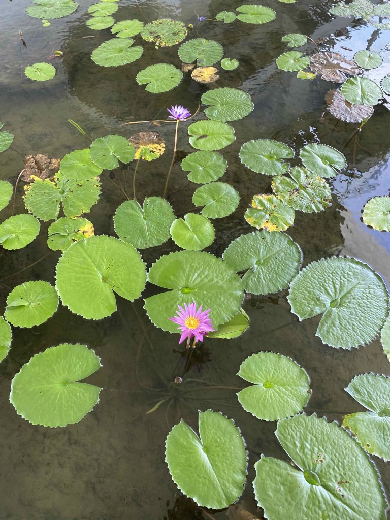 Water lily with pink flower