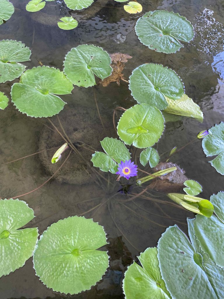 Water lily with purple flower