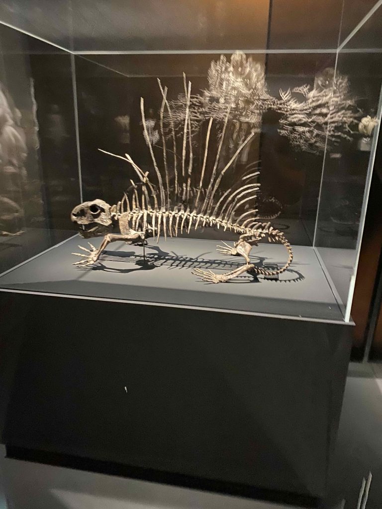 Dinosaur skeleton