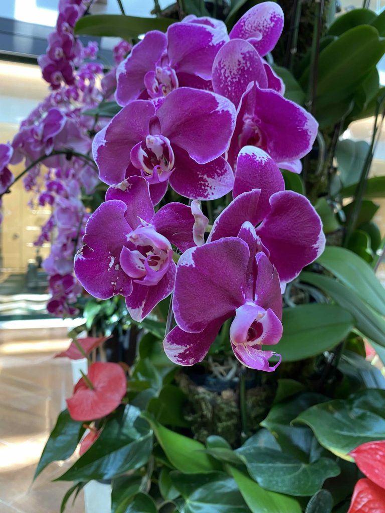 purple orchid flower in Aug 2025