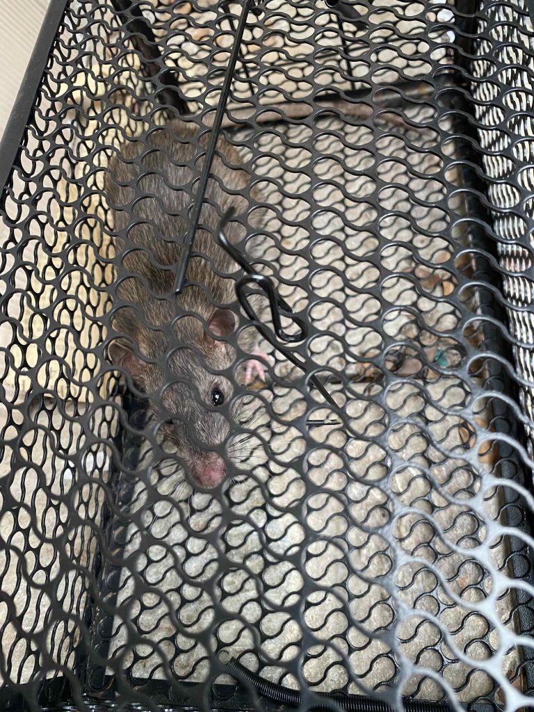 rat/ mouse in mouse trap