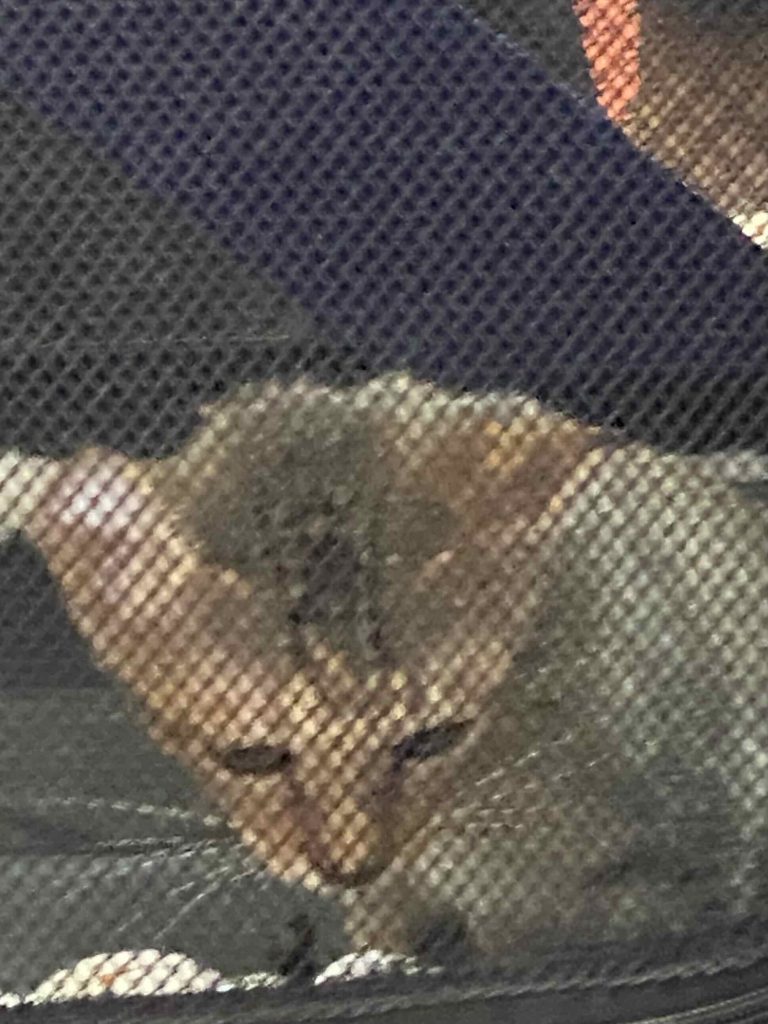 Young grey cat, Oct 2025