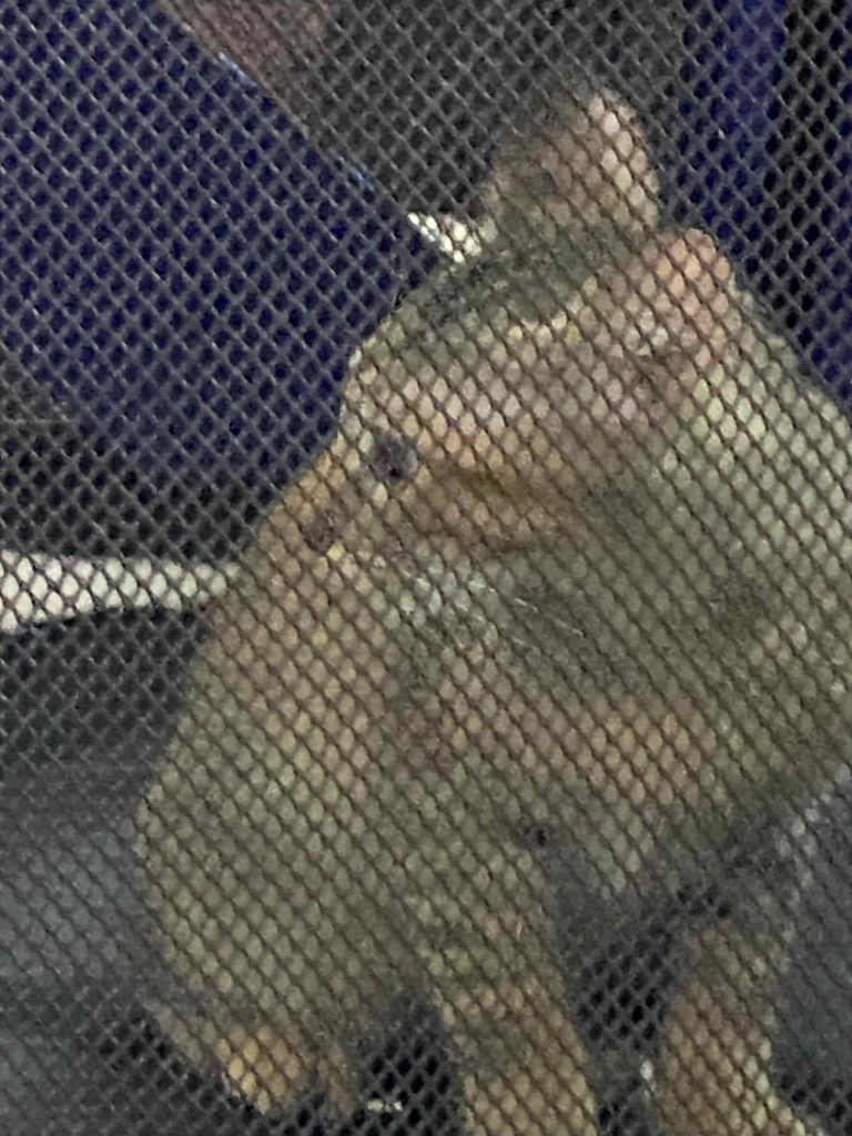 Young grey cat from the animal welfare charity.