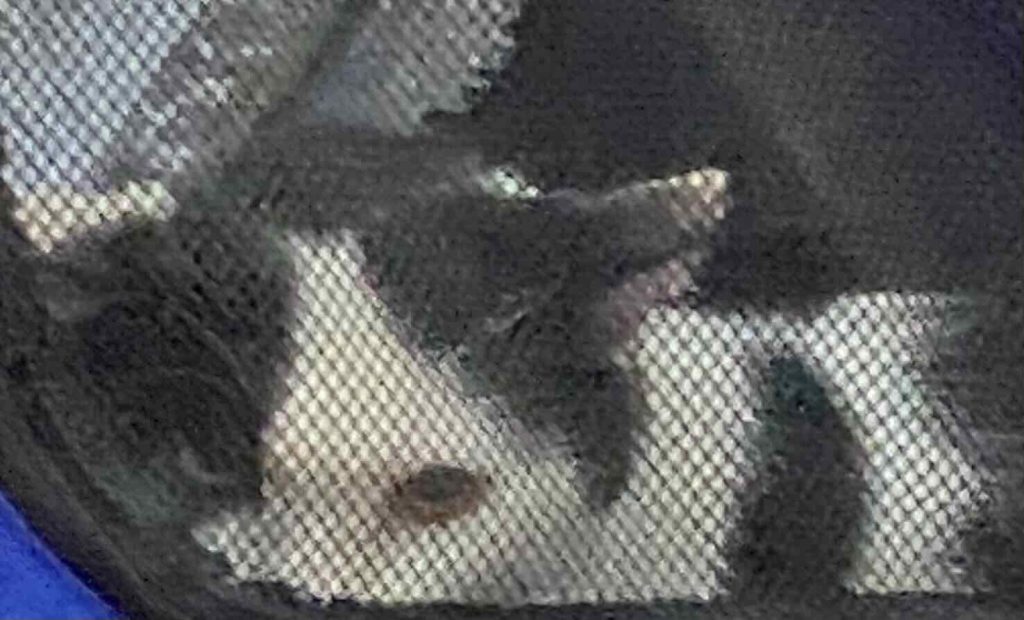 Cat with white body fur & black ears & black patches. Oct 2025