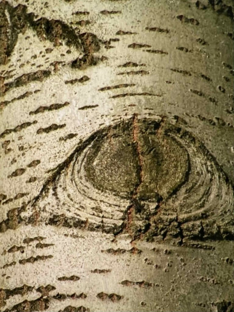 There are many eyes around us - like this "eye" of a tree.