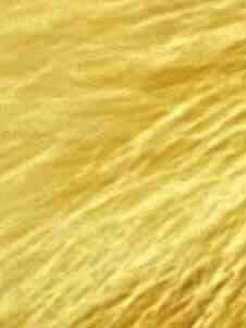 Sonia has yellow fur winter coat