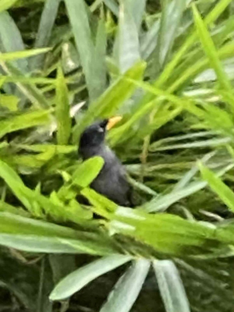 Bird in tree, Nov 5 2025, pic 3