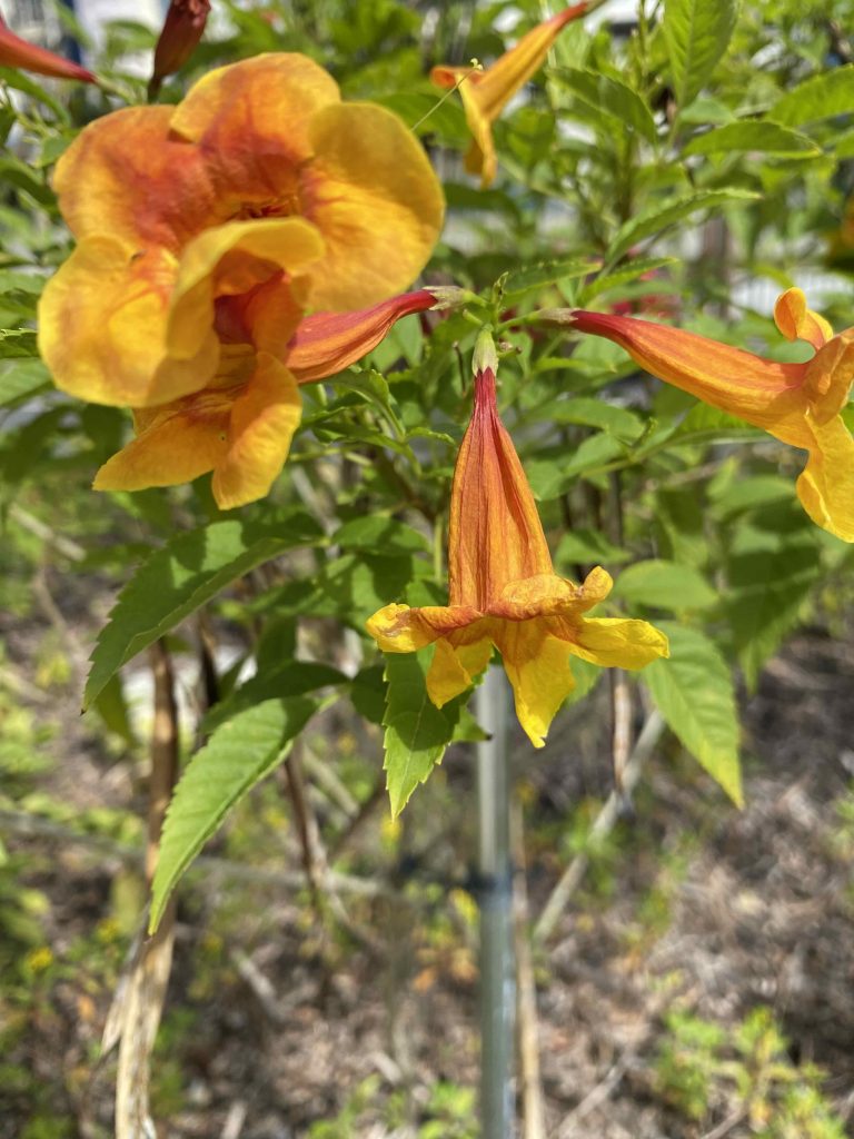 Dark yellow and orange flowers, snapped in Nov. 2025.