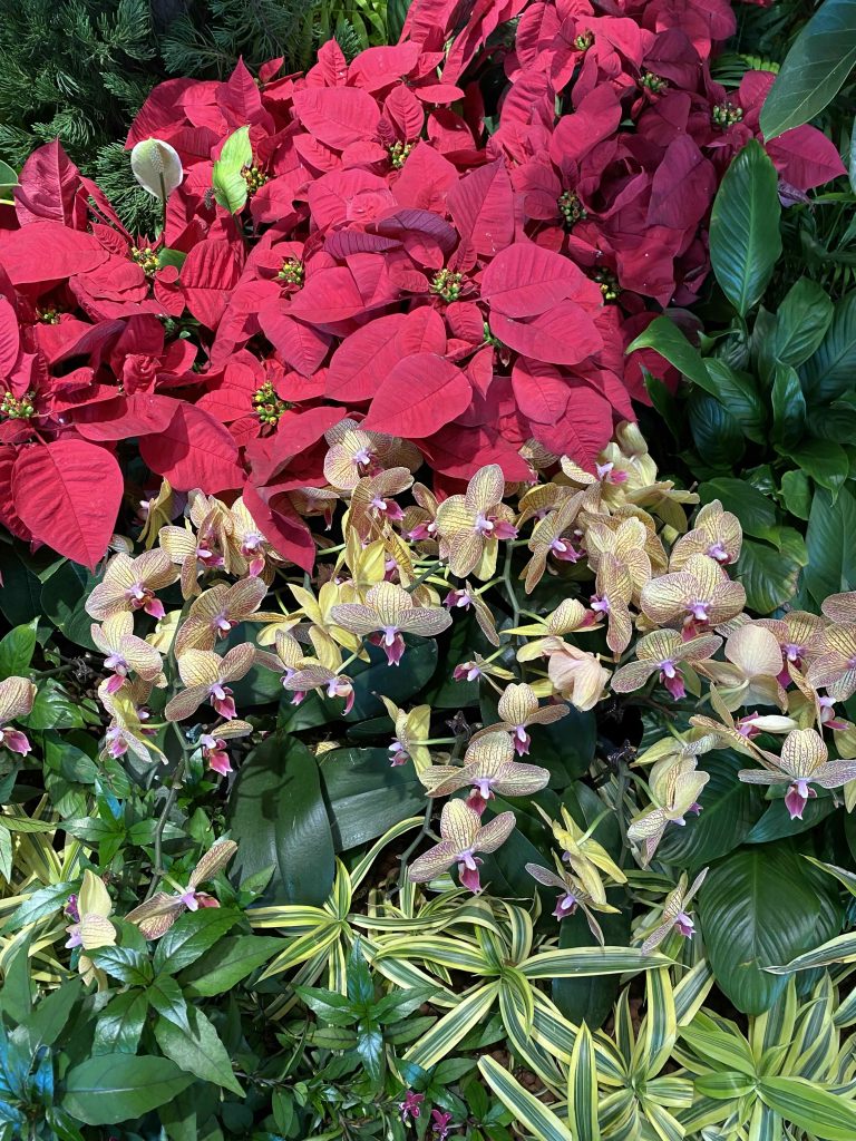 Flowers taken on Nov 27 2025