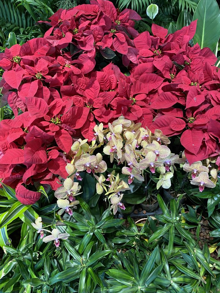 Poinsettia, the flowers and leaves of Advent and Christmas season, pic snapped in Nov 27, 2025.