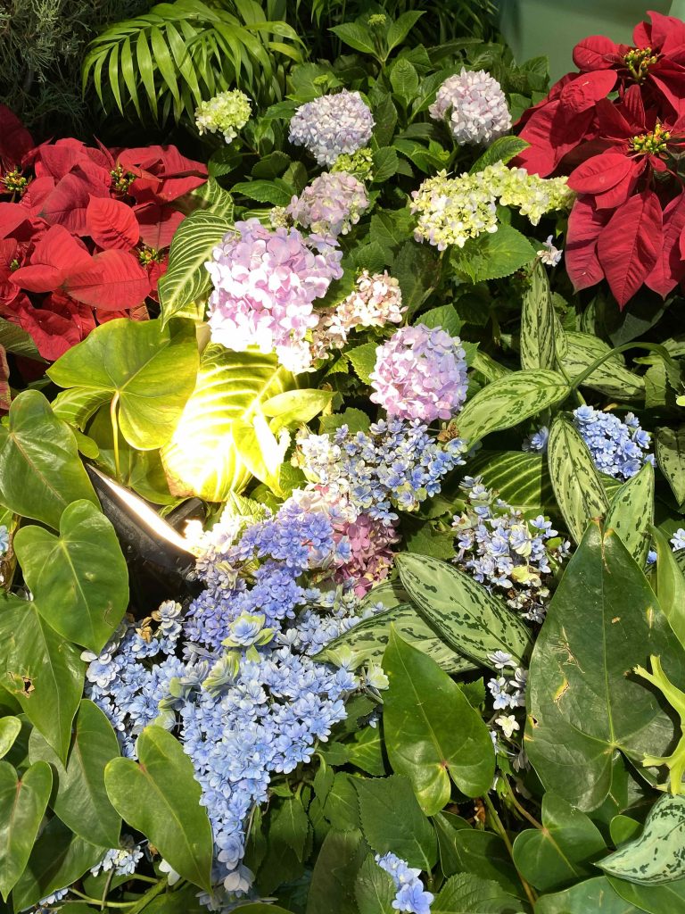 Poinsettia and flowers, Nov 27 2025