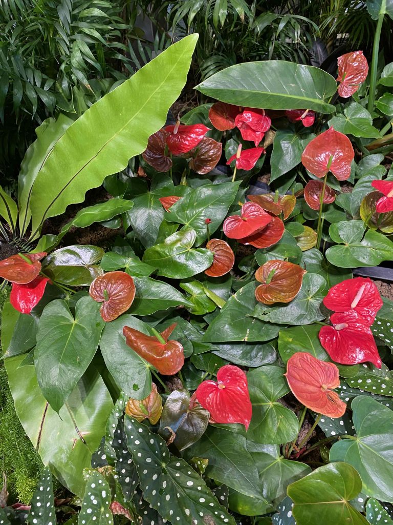 Red flowers, Nov 27 2025