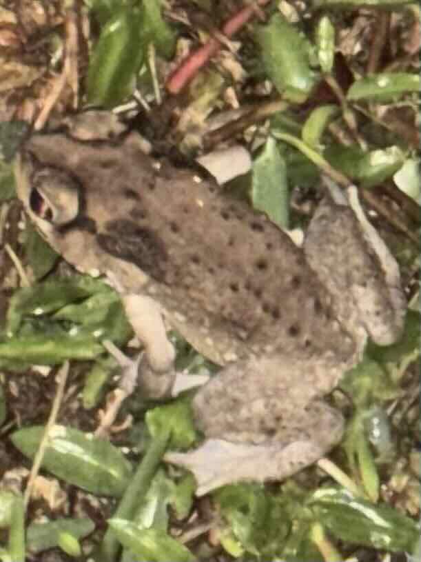 Rains brought out the frog, November 2025.