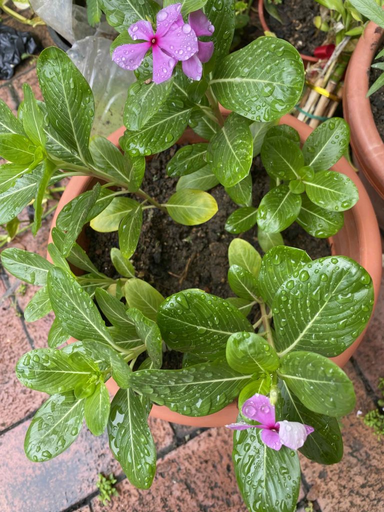 Plant with flower, taken on Dec 17 2025