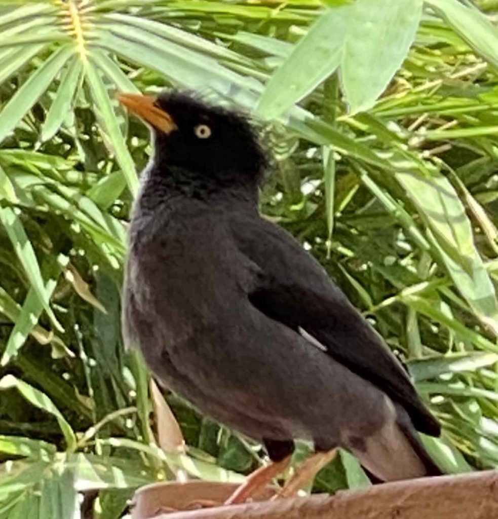 Bird puffs & fluffs up its head feathers & then croaks out a series of bird calls.