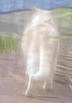White cat in neighborhood, pic taken through translucent curtain
