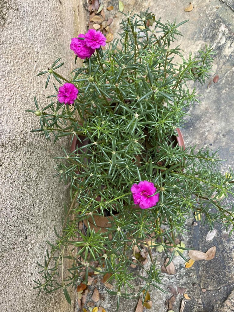 FOUR tiny bright pink flowers on this plant