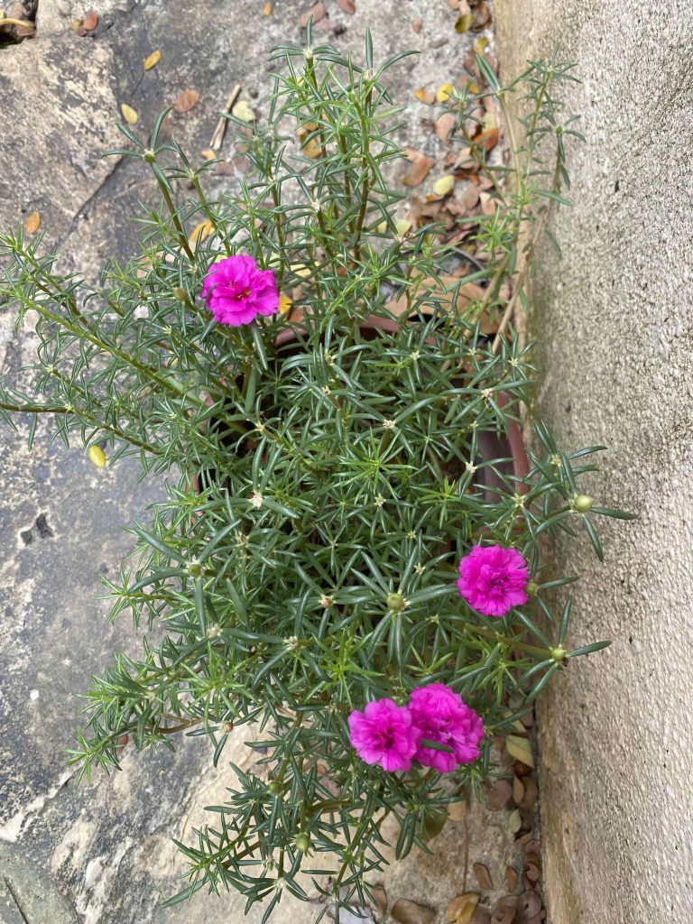 FOUR tiny bright pink flowers on this plant