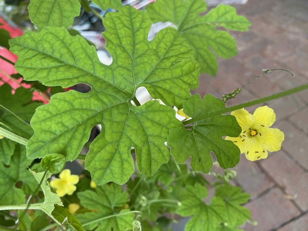 Ants in the yellow flower, Jan 22 2026