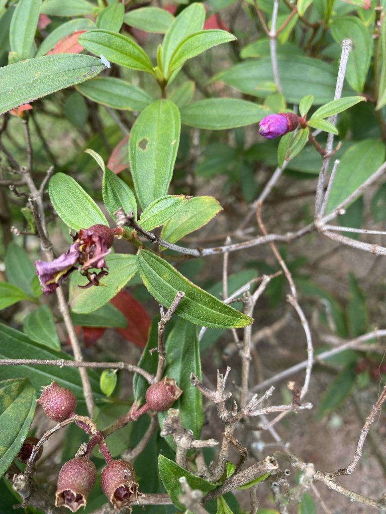 Flower/ bud. Snapped in Jan 2026