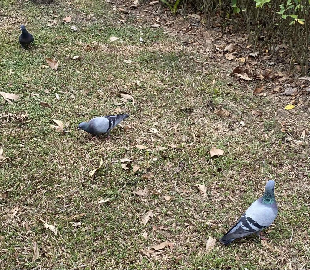 Pigeons