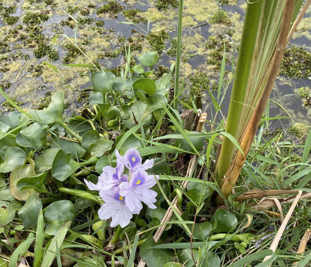 Plant with flower grows on the surface of pond water.