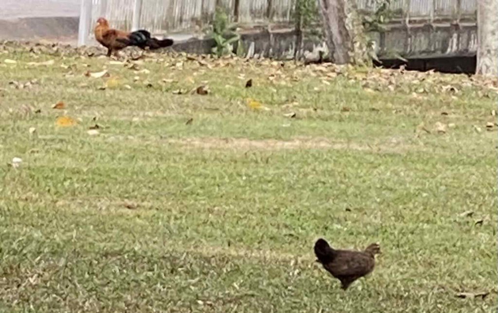Wild fowl foraging for food.