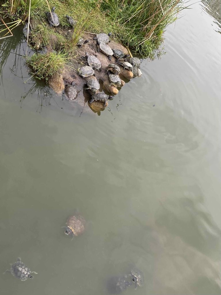 Terrapins in the river.