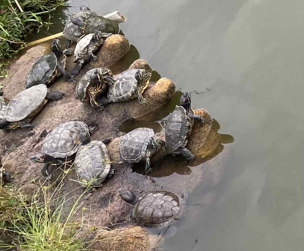 Terrapins big and small on a rock, sunbathing in the last rays.