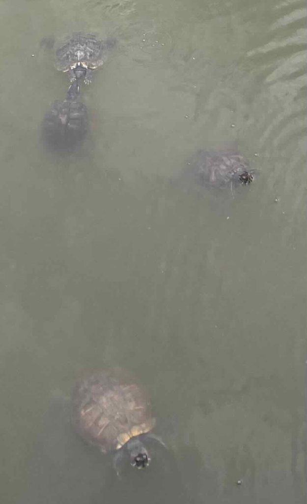 Terrapins swimming in sea green river water.