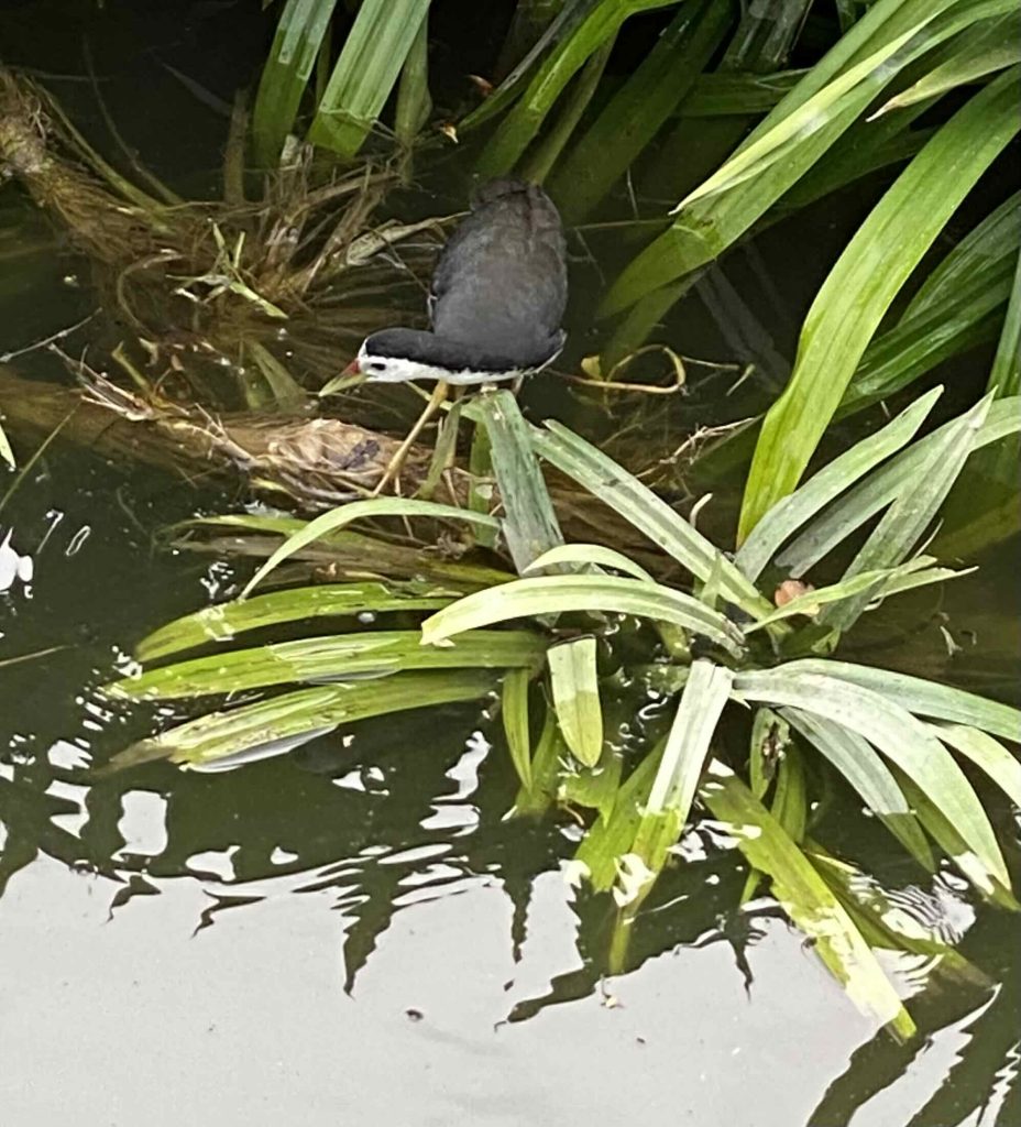 Bird pecks at insects on plant leaves growing by the river.