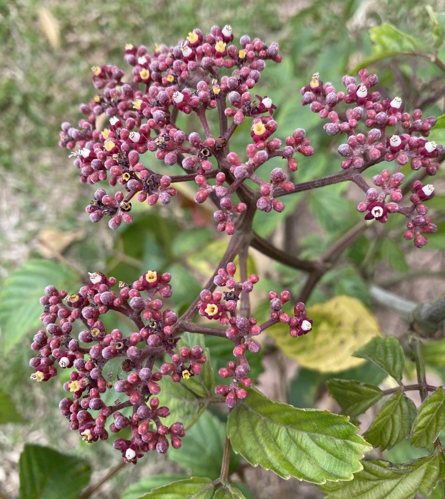 Berries 