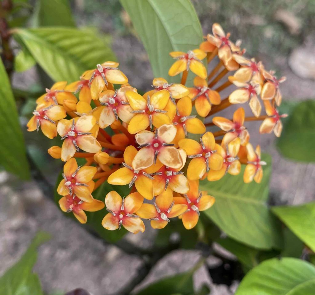 Yellowish-orange flowers.