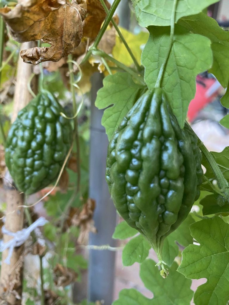 A variety of bitter melon/ gourd which are small. Feb 2026.