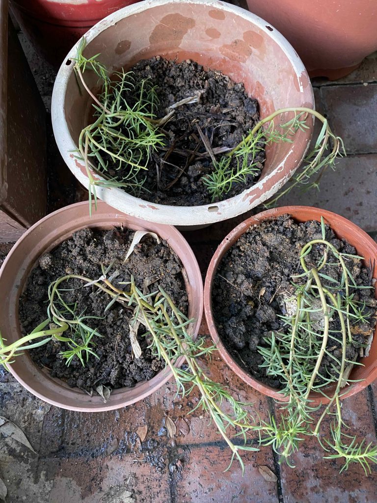 Stem cuttings planted into soil, Feb 6, 2026