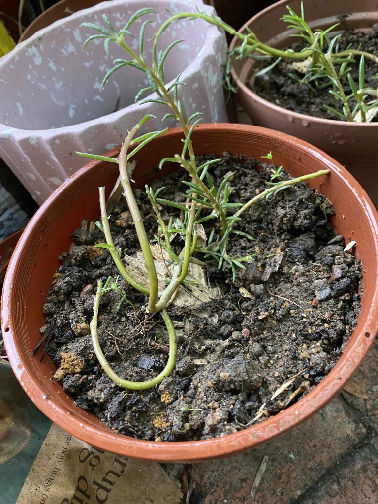 Pot #3 Tiny vertical shoots from the main stem cutting.