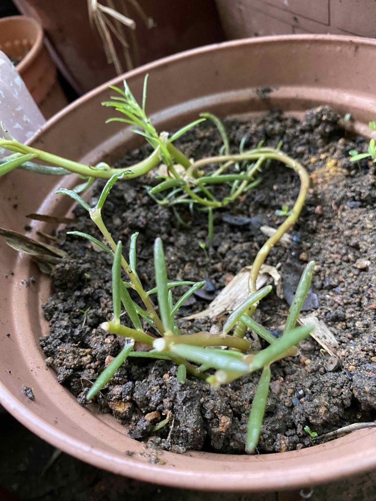 Pot #2 vertical new shoots from the main stem cutting.