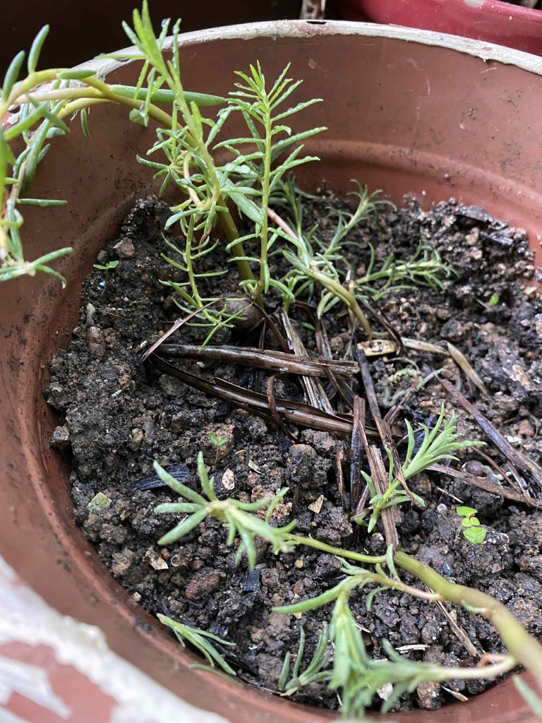 Short, vertical shoots are new growths from the sttem cutting.