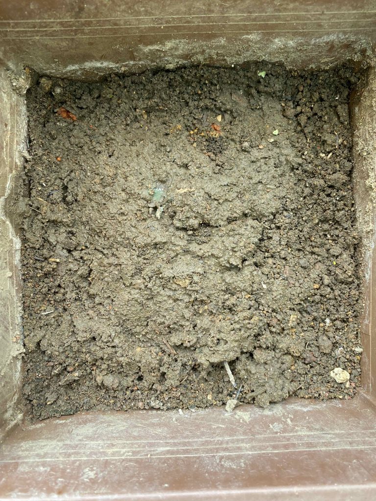 Seed bed for the bitter melons.