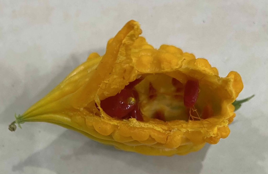 Sliced open ripe bitter gourd - shows seeds protected by red membrane.