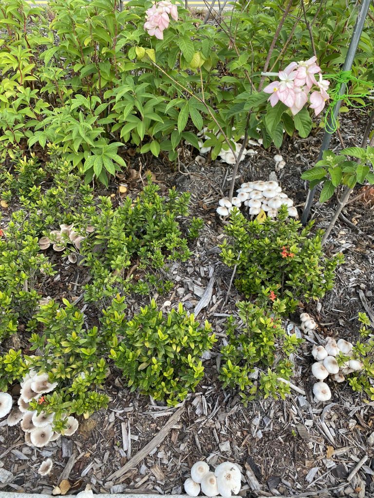 Wild mushrooms sprout after heavy rains.