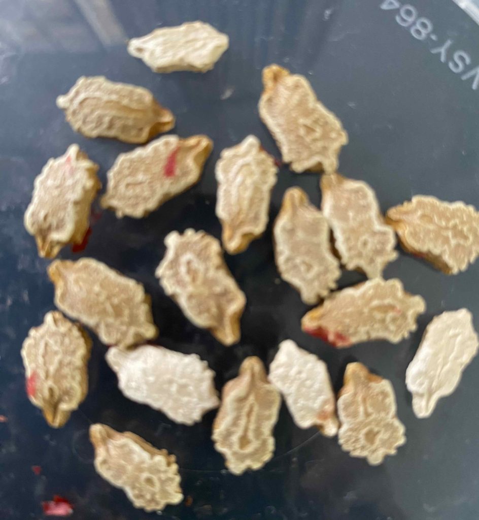 Red membrane is washed off the seed.